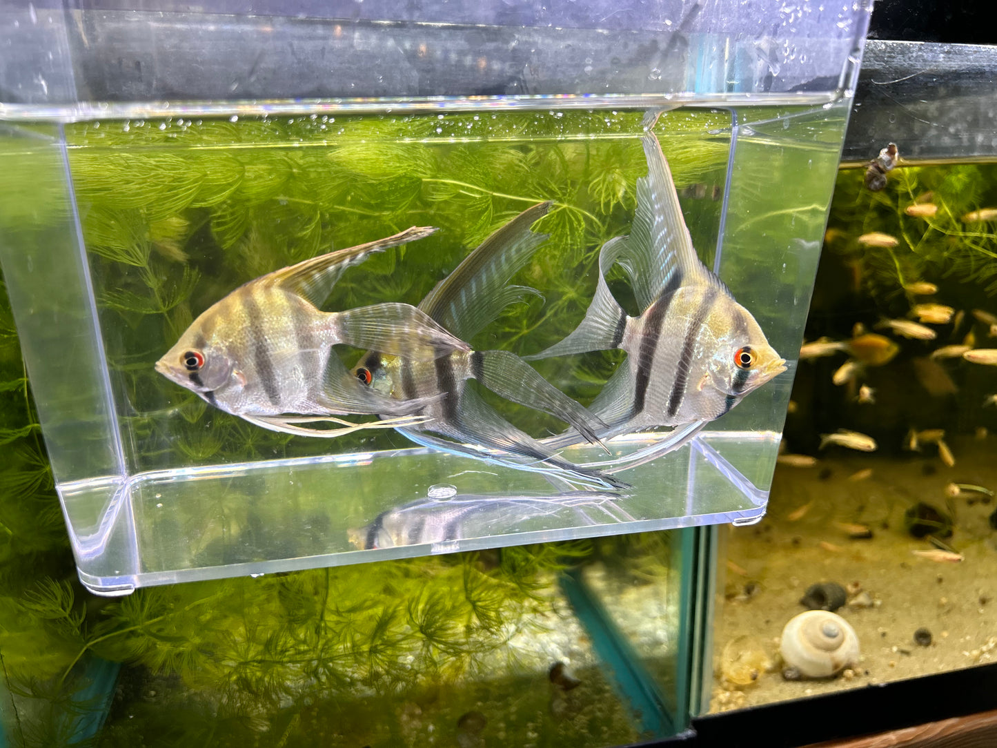 Veil Angelfish Medium