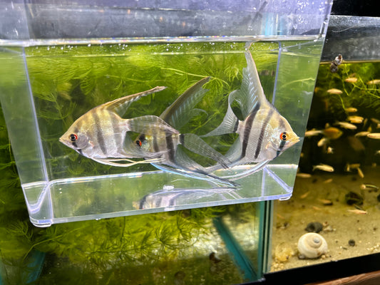 Veil Angelfish Medium