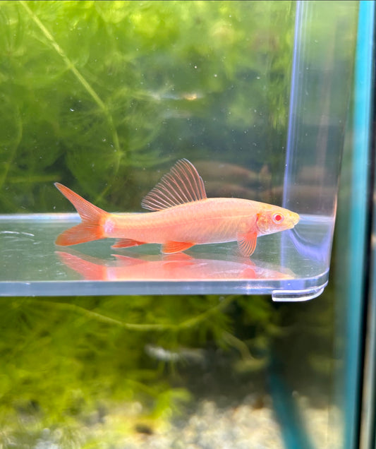 Albino Rainbow Shark