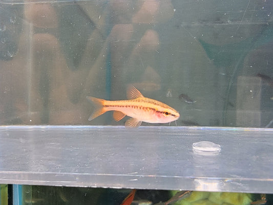 Cherry Barb