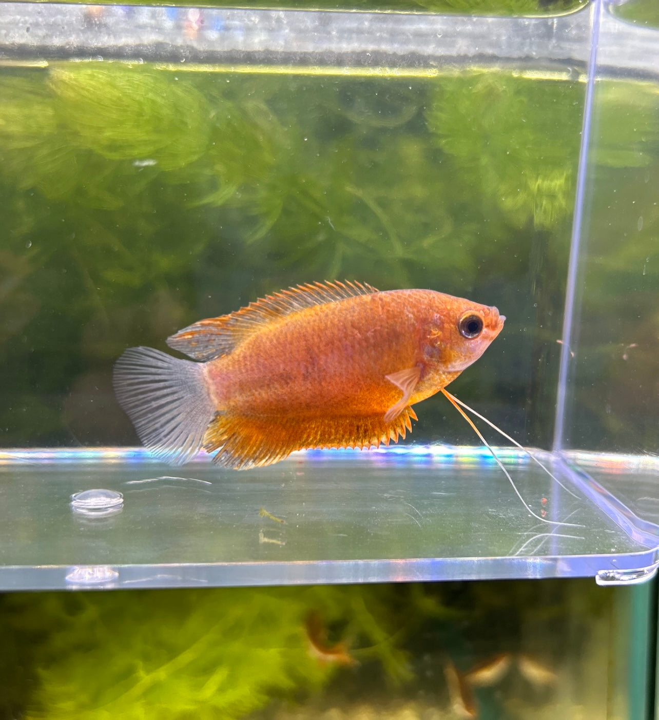Sunset Gourami NICE
