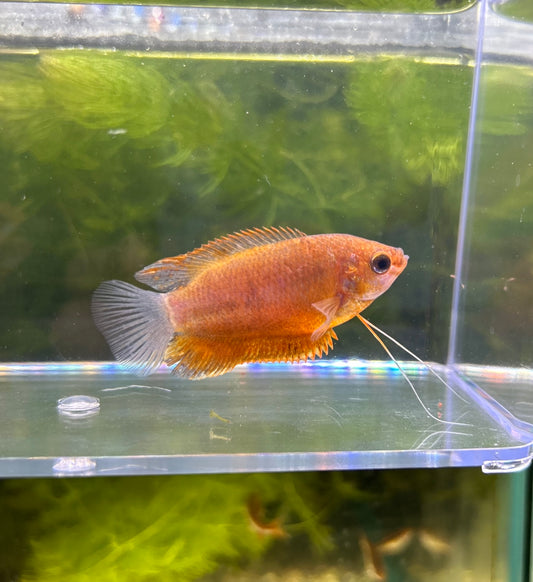 Sunset Gourami NICE