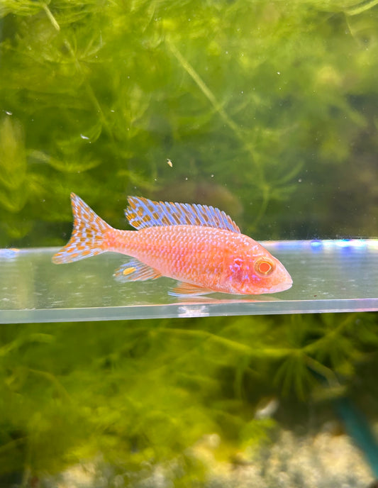 Albino Strawberry Peacock