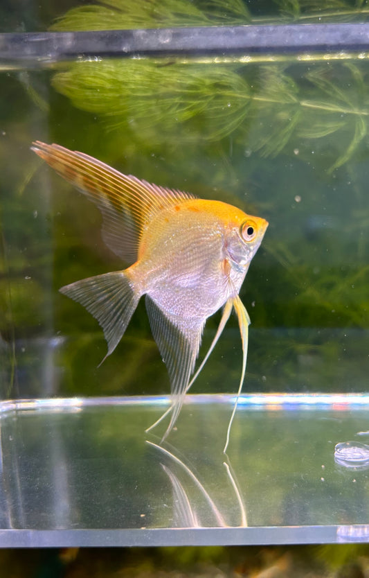 Large Gold Angelfish