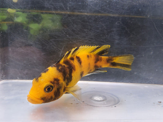 Red Blotch Cichlid