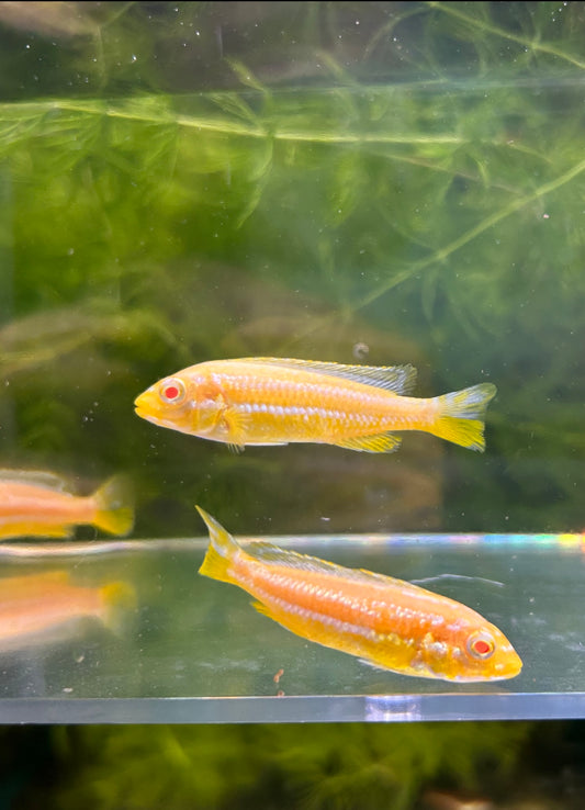 Albino Auratus