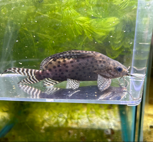 Network Catfish (Synodontis Eupterus) 2.75-3 Inch