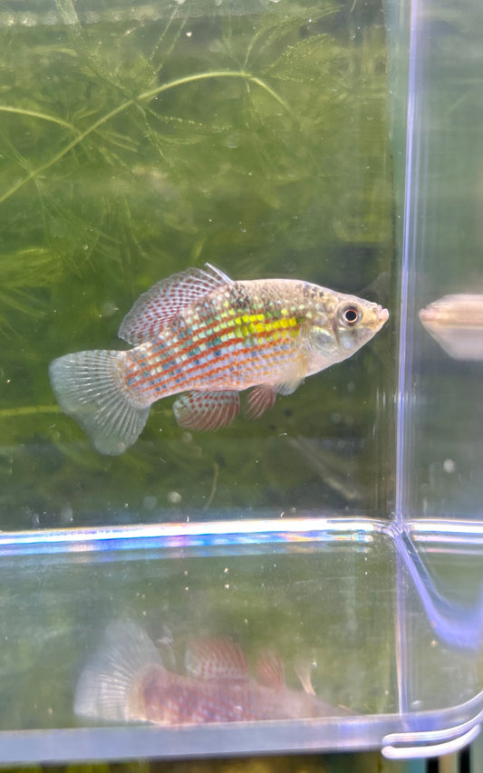 Florida Flag Fish