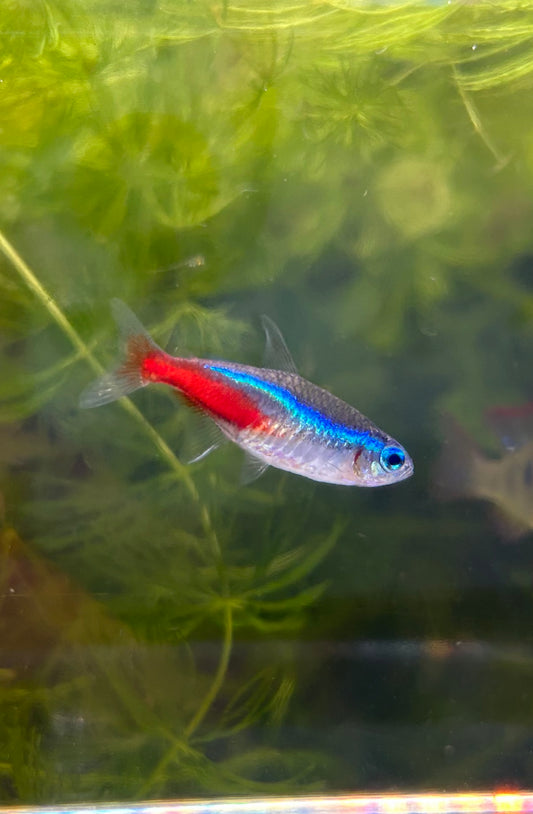 Jumbo Neon Tetra