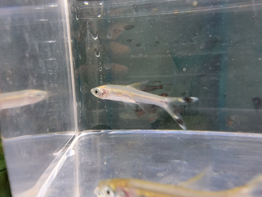 Scissortail rasbora