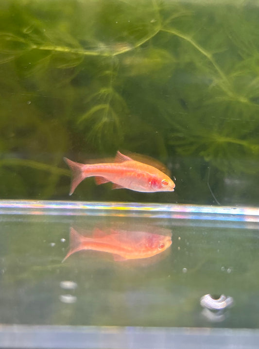 Albino Cherry Barb