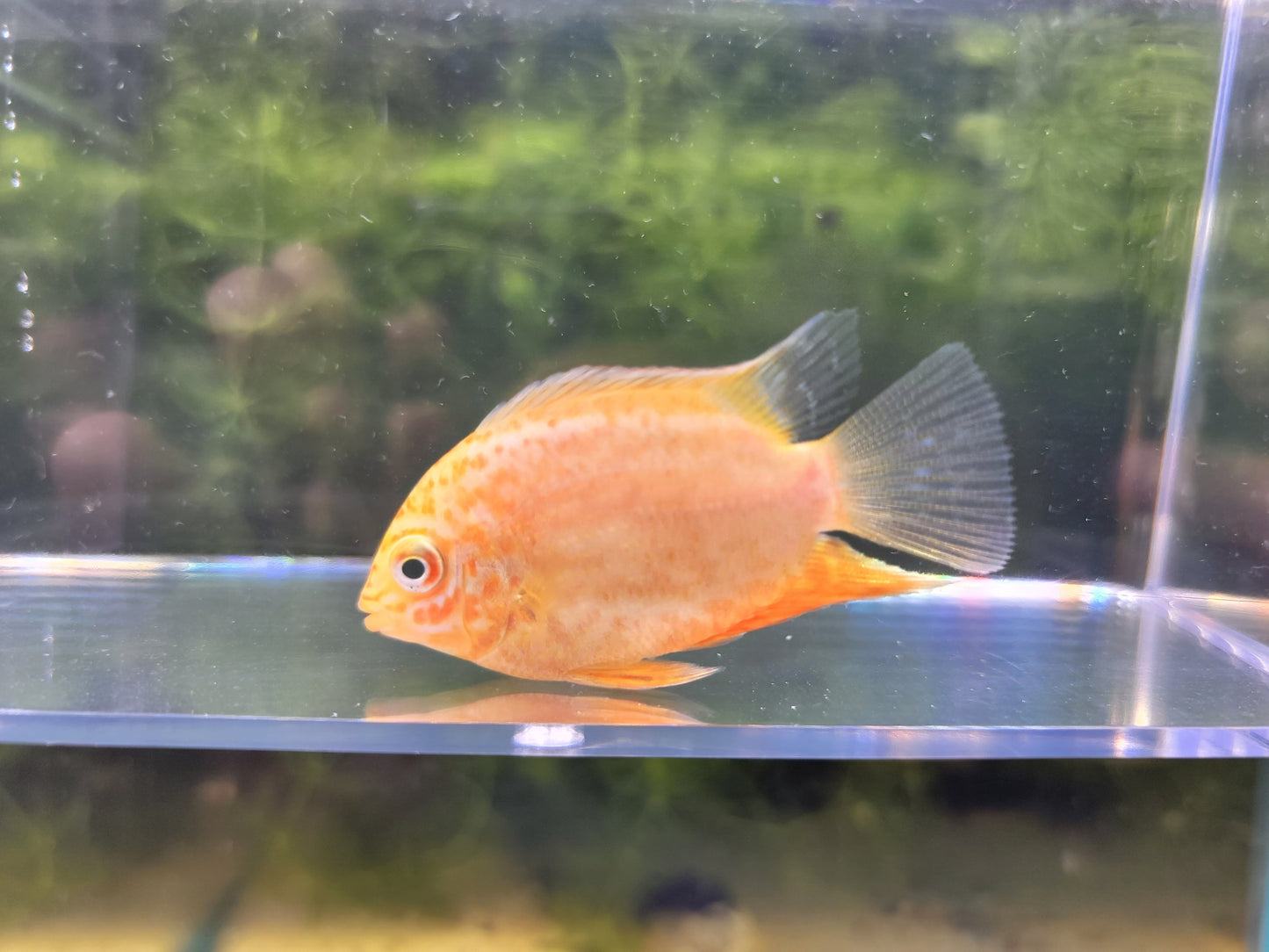 Red Spotted Severum