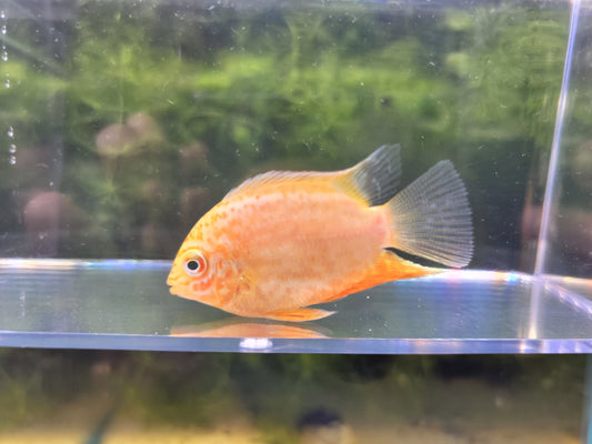 Red Spotted Severum
