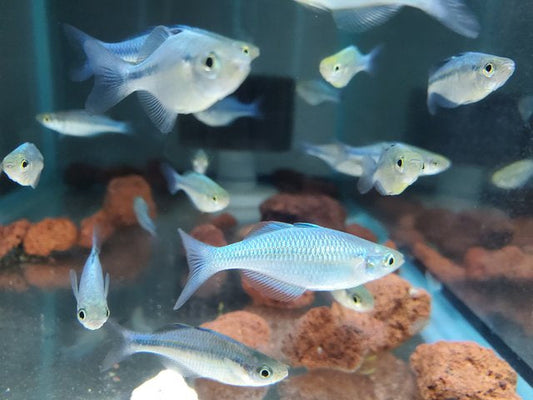 Turquoise Rainbowfish 3 inch