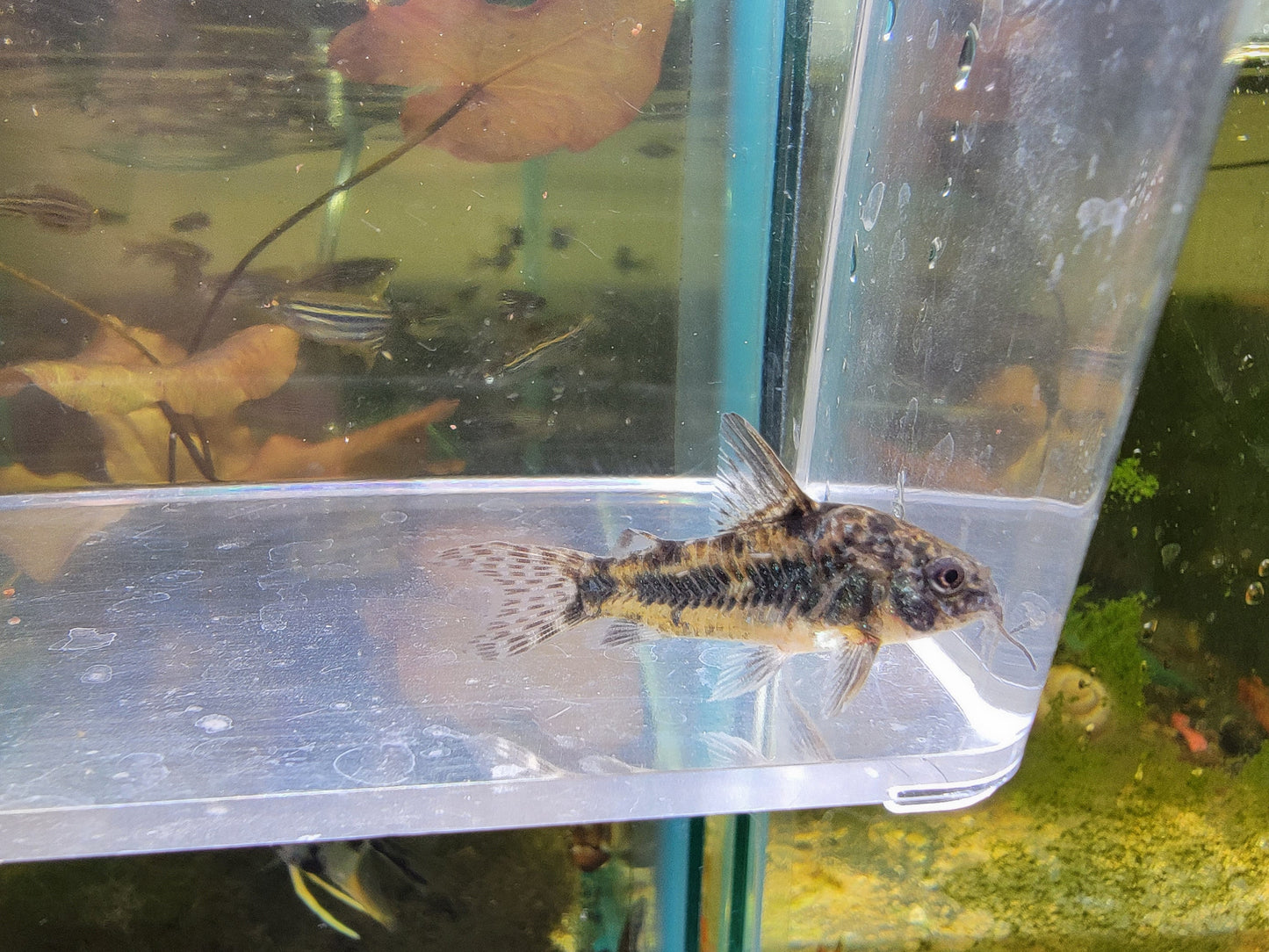 Paleatus Cory