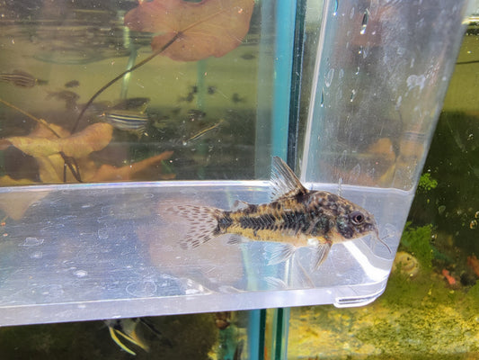 Paleatus Cory