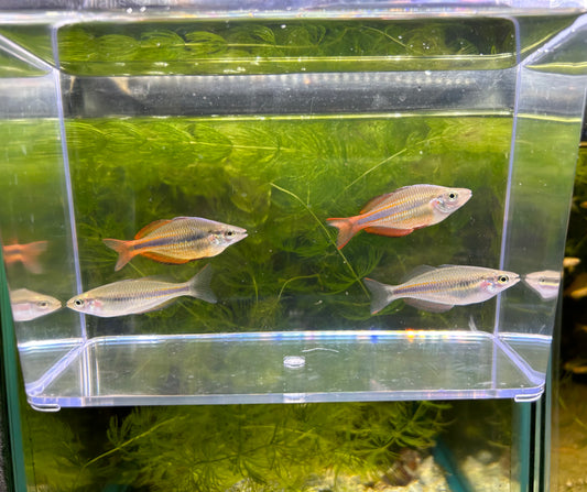Goyder River Rainbowfish