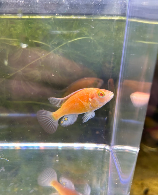 Albino Kyoga Flameback 3 Inch