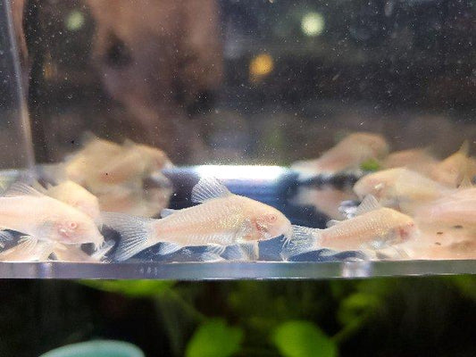 Albino aneaus Cory