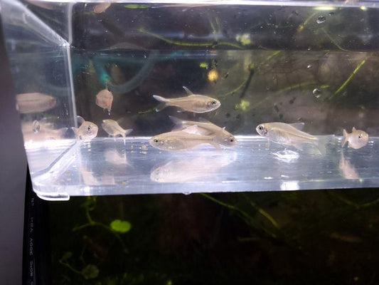 Silvertipped Tetra
