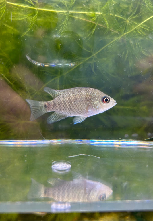 Beani Cichlid "Umbi"