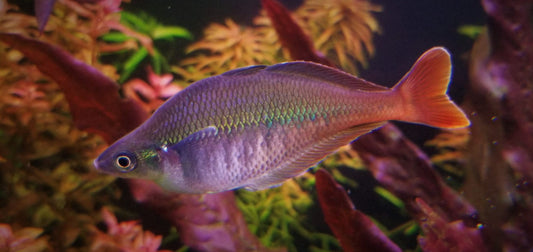 Bleheri Rainbowfish