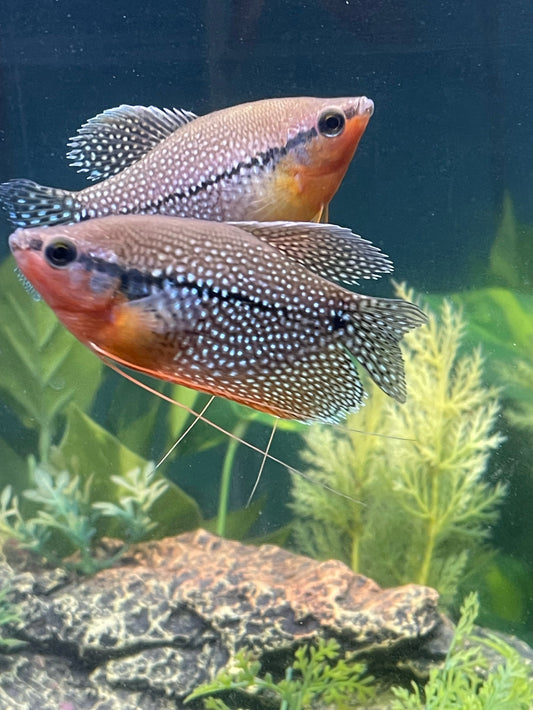 Pearl Gourami