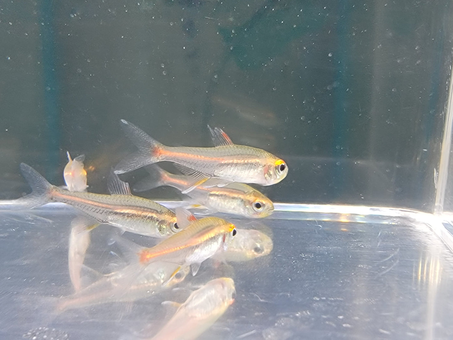 Glowlight Tetra