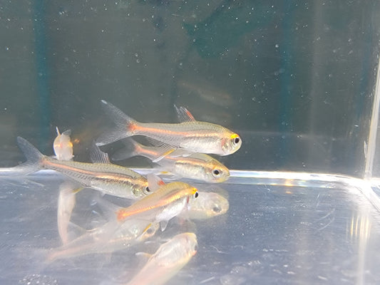Glowlight Tetra