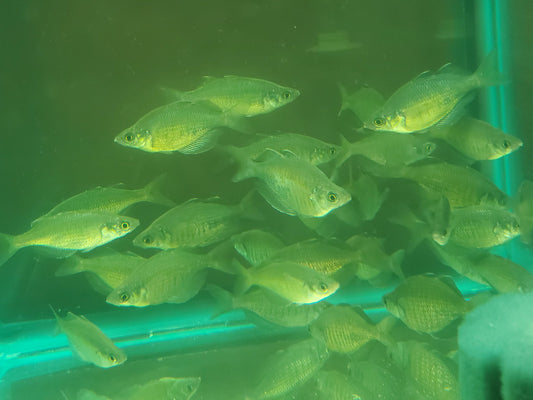 Emerald Rainbowfish