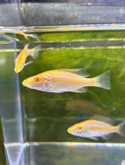 Albino Compressiceps