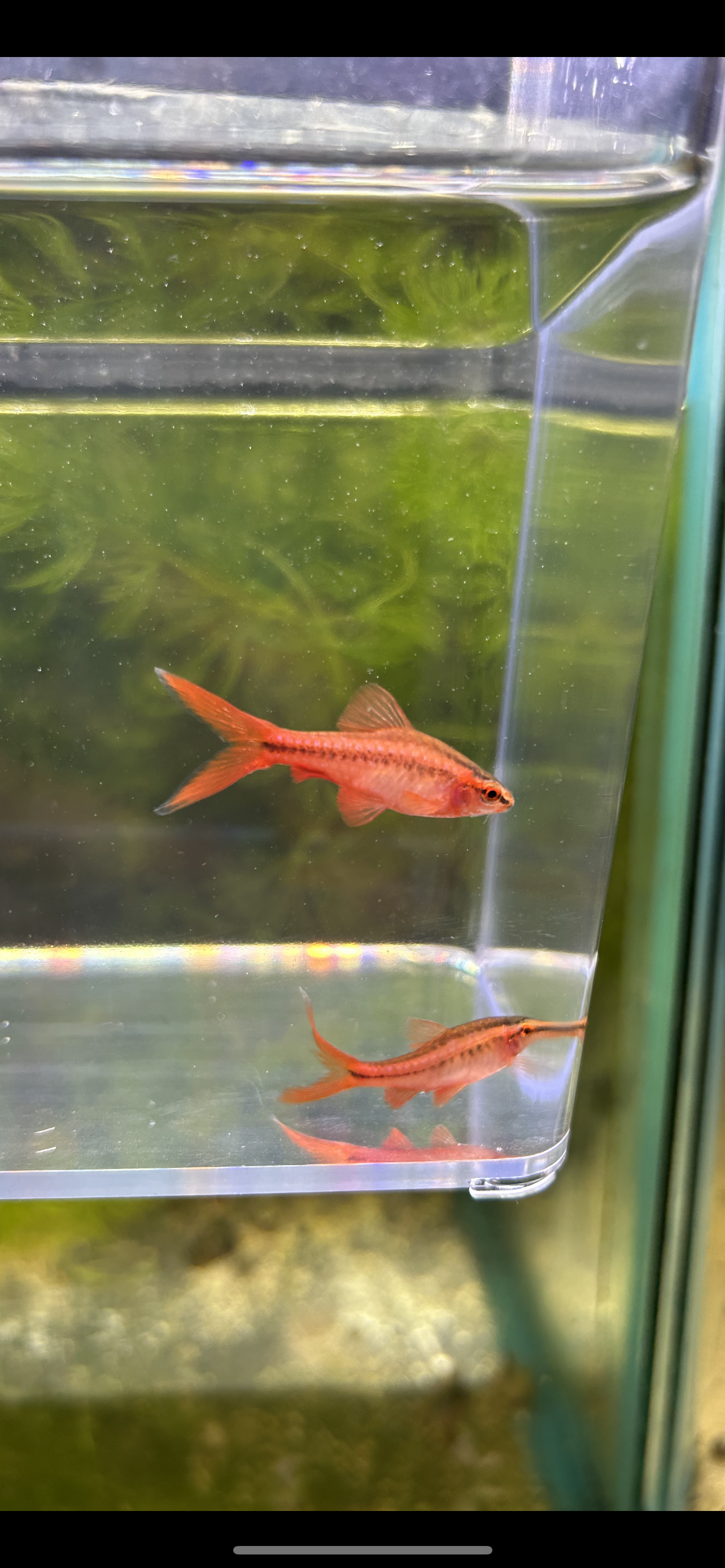 Longfin Cherry Barb
