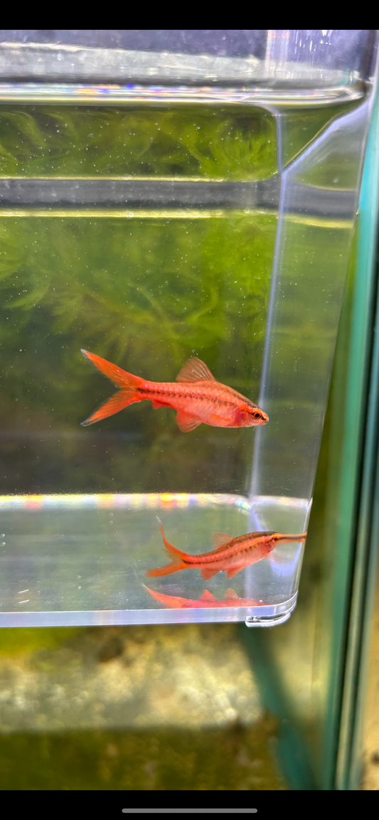 Longfin Cherry Barb