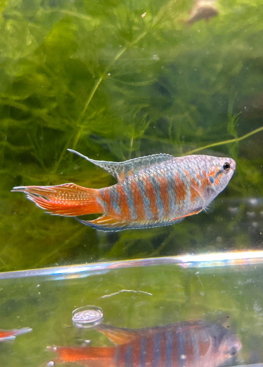 Blue Paradise Gourami