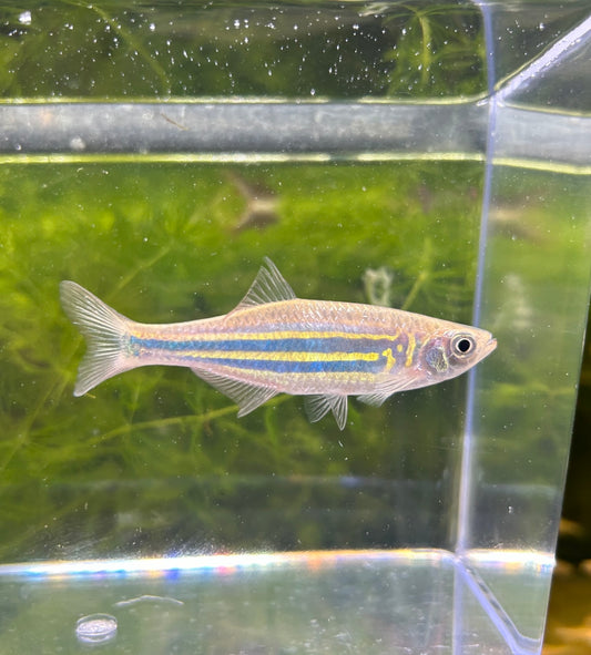 Giant Danio JUMBO 4 Inch PLUS