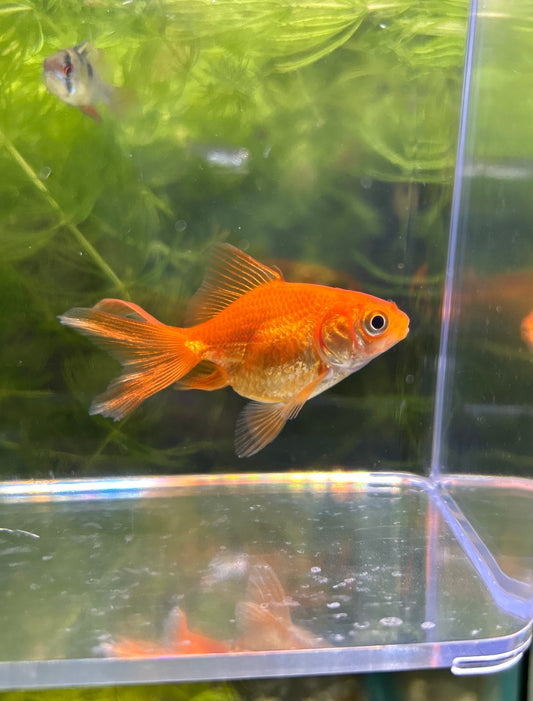 Goldfish Reg