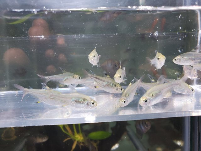 Pristella Tetra