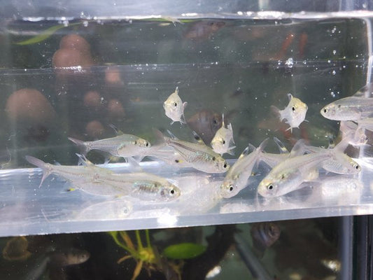 Pristella Tetra