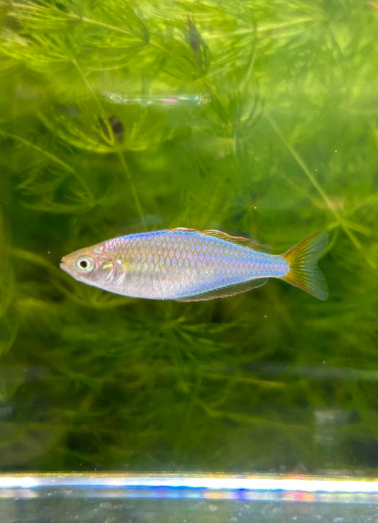 Dwarf Neon Rainbowfish