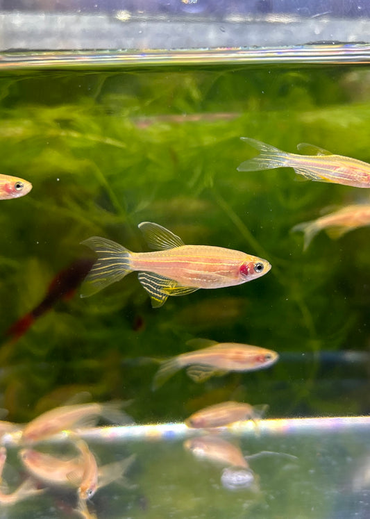 Longfin Gold Danio