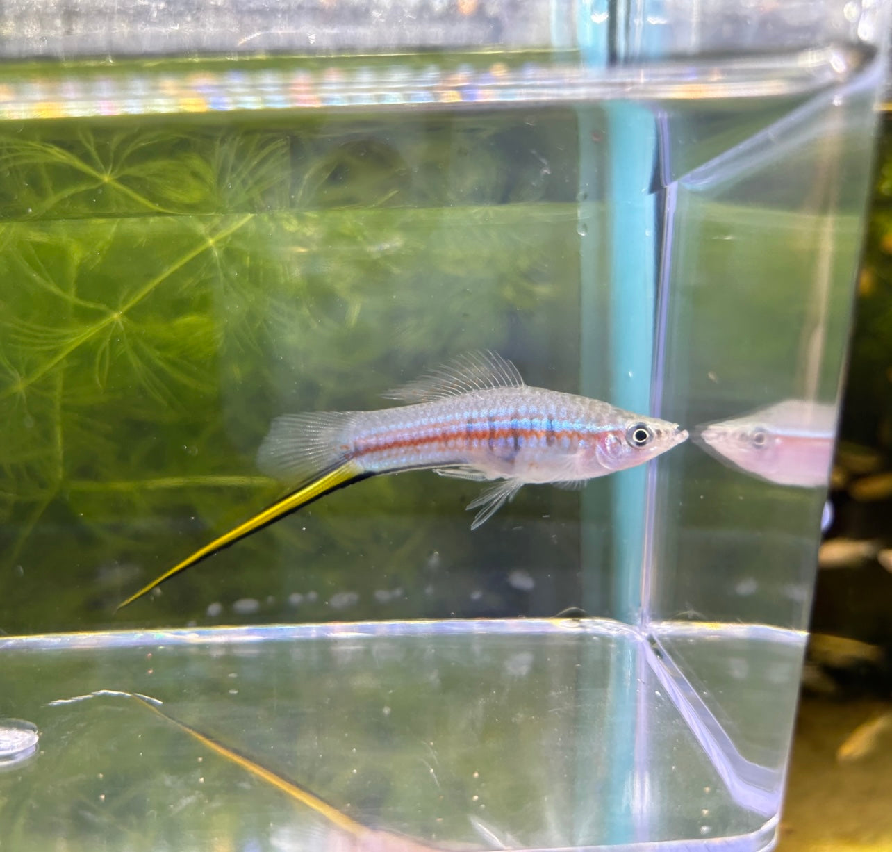 Green Swordtail