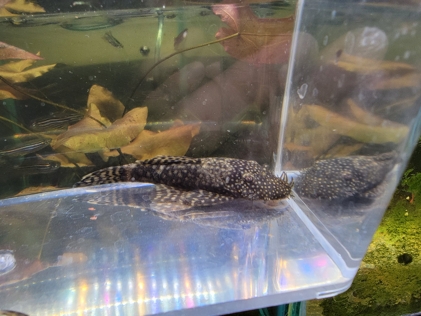 Bristlenose Pleco