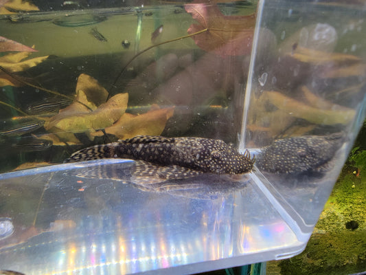 Bristlenose Pleco