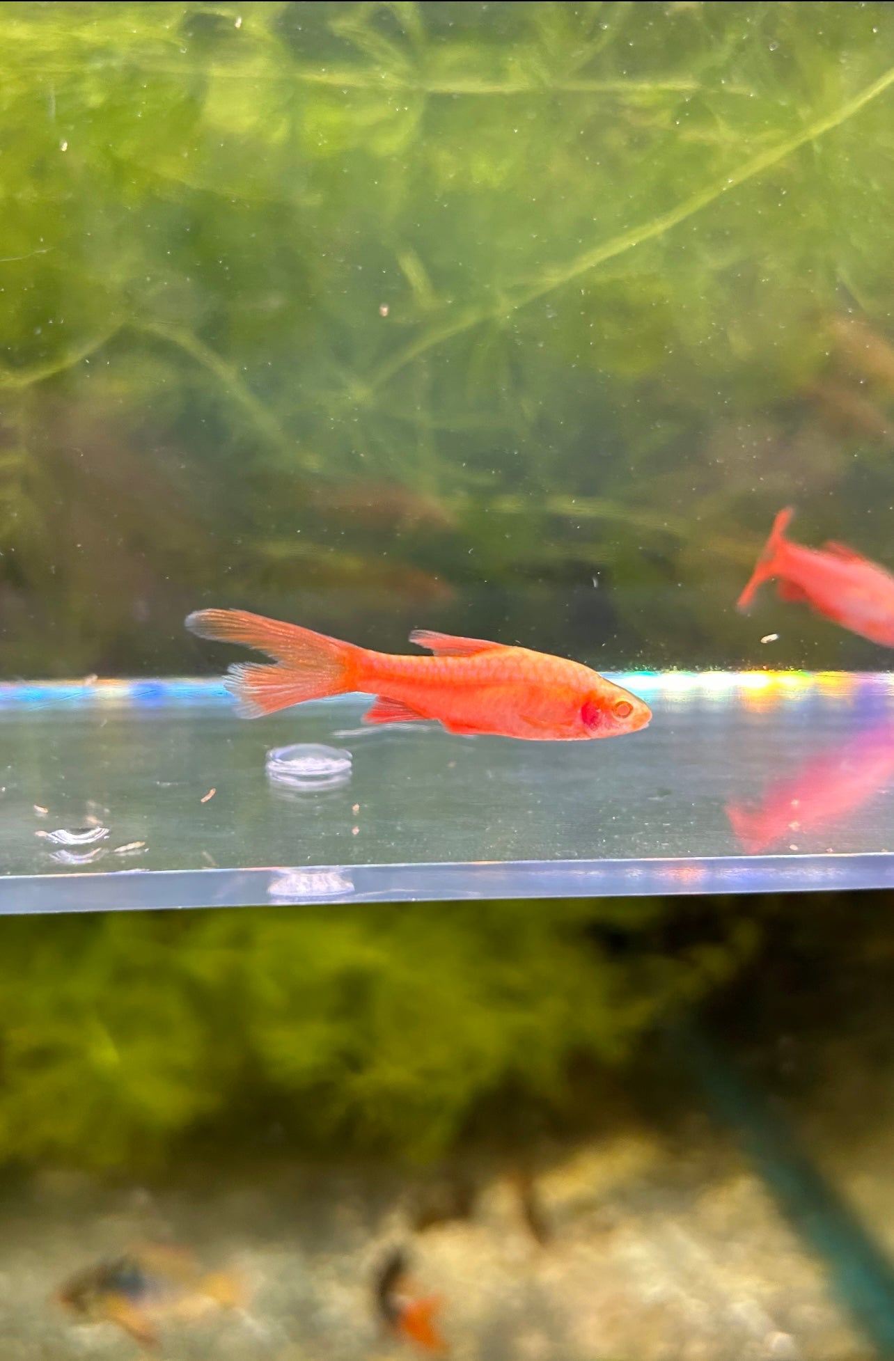 Albino Cherry Barb Longfin