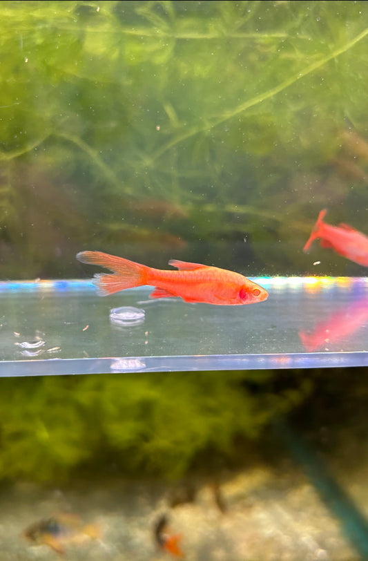 Albino Cherry Barb Longfin